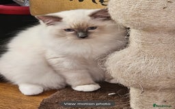 Ragdoll cats for sale: Amazing Ragdoll Babies - Image 16