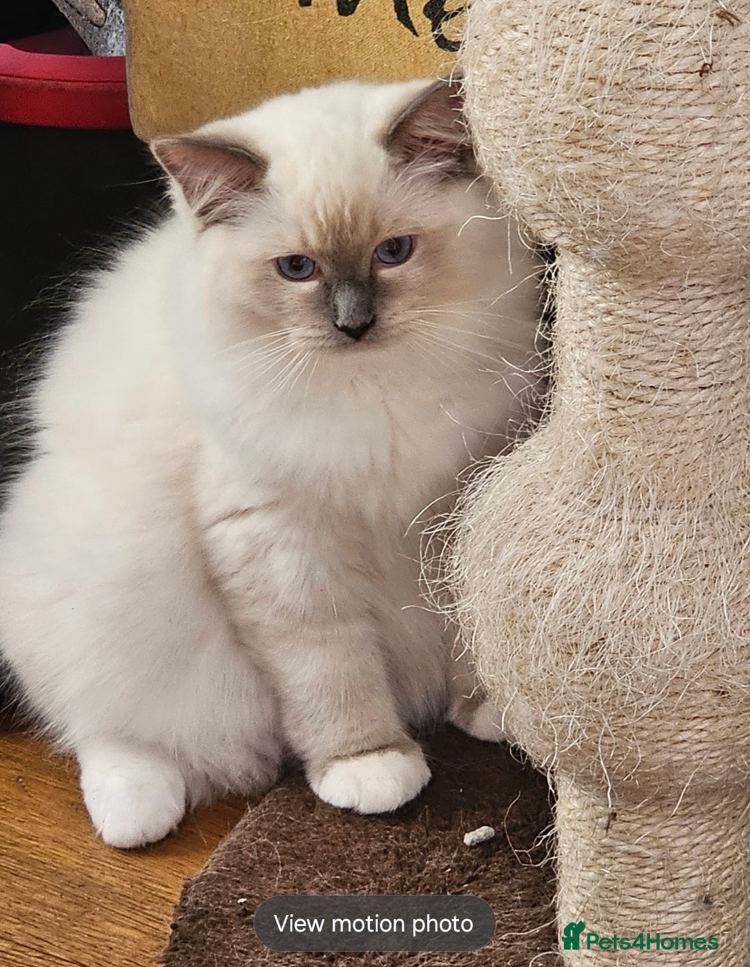 Ragdoll cats for sale: Amazing Ragdoll Babies - Image 16