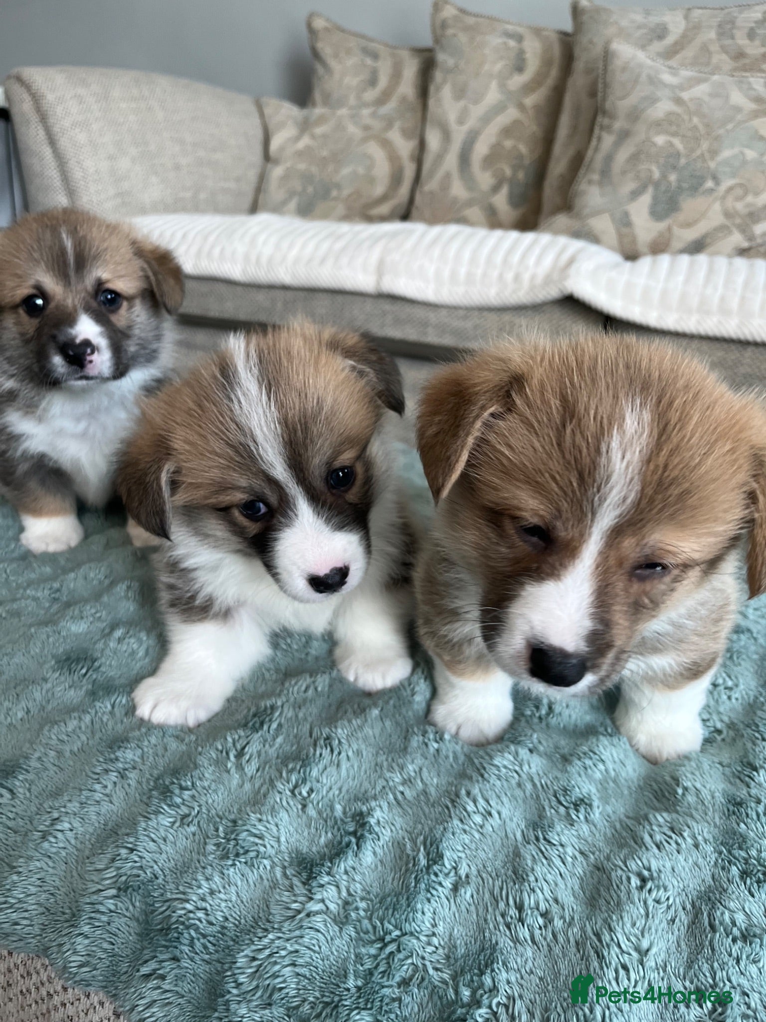 Welsh Corgi Pembroke dogs Welsh Pembroke Corgi - Advert 2