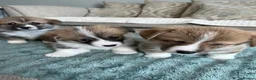 Welsh Corgi Pembroke dogs for sale: Welsh Pembroke Corgi - Advert 3