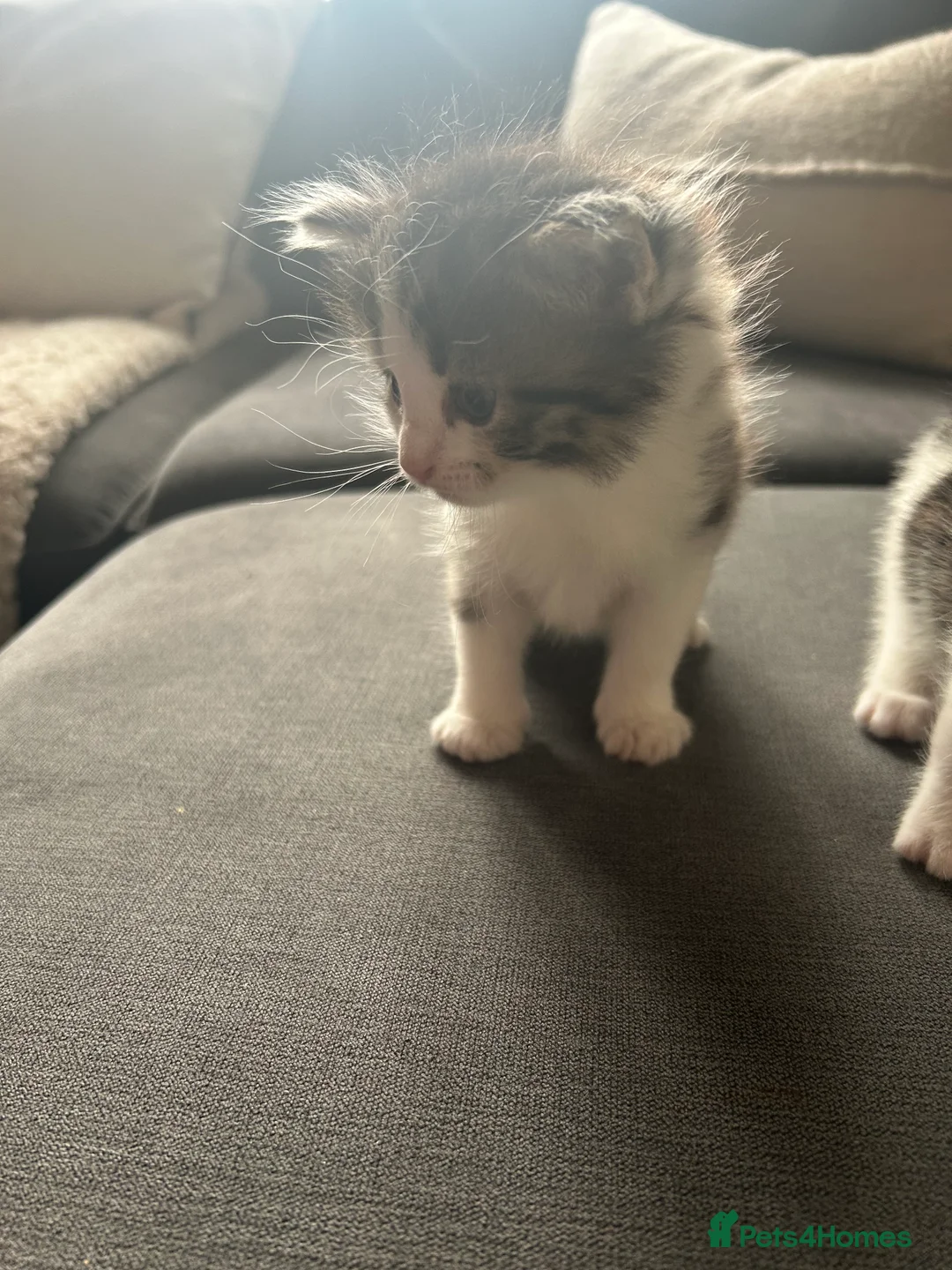 Mixed Breed cats for sale: Kittens x2 male  - Advert 2