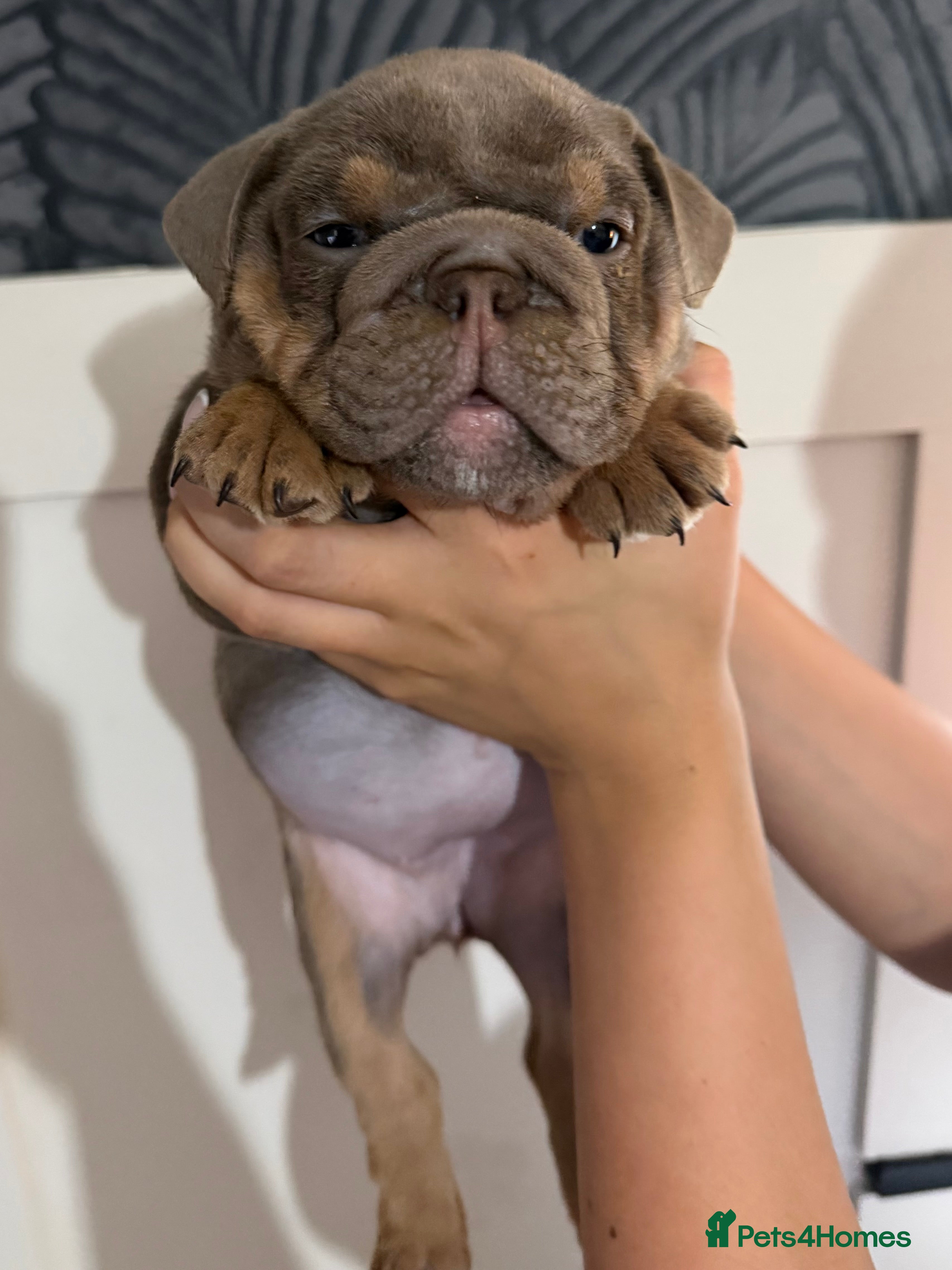 English Bulldog dogs Gorgeous KC English Bulldog Puppies - Advert 2