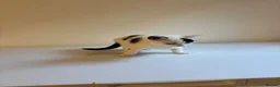 Mixed Breed cats for sale: 9 Adorable Mixed-Breed Kittens for Sale – £90  - Advert 30