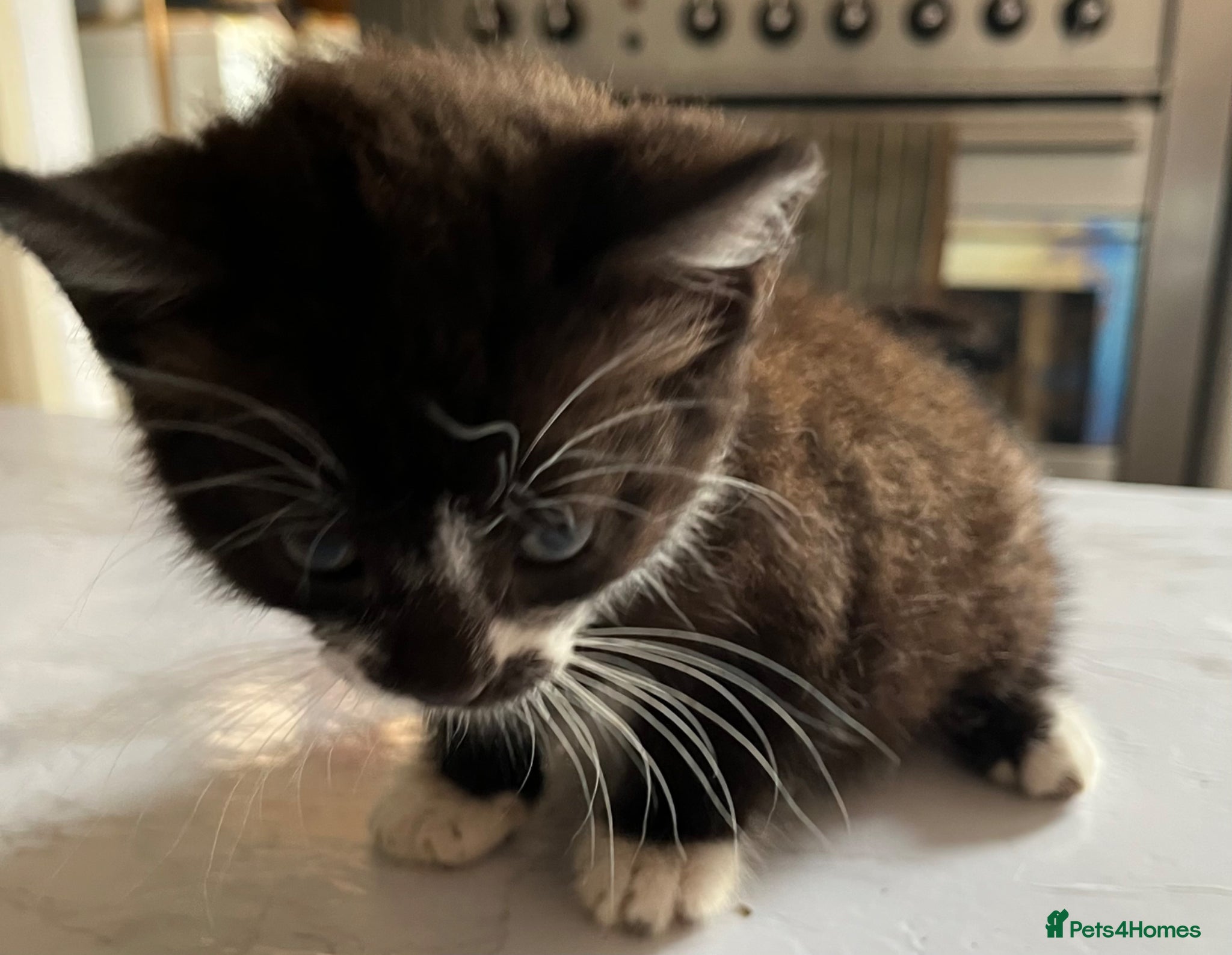 Mixed Breed cats for sale: 3 beautiful kittens for sale  - Advert 11