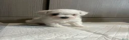 Cavapoochon dogs for sale: Cavapoochon puppies  - Advert 19