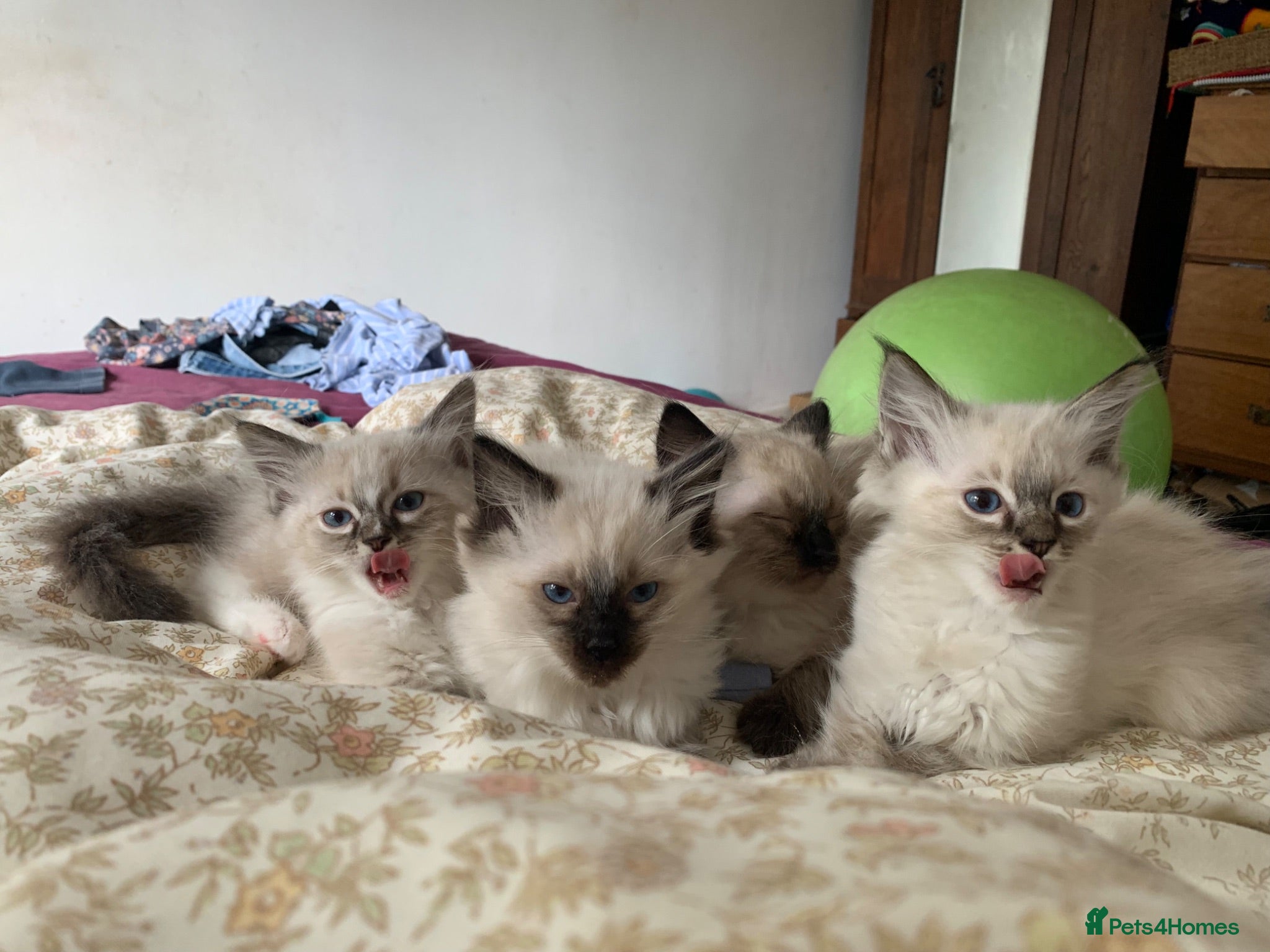 Ragdoll cats Ragdoll Kittens - Advert 1