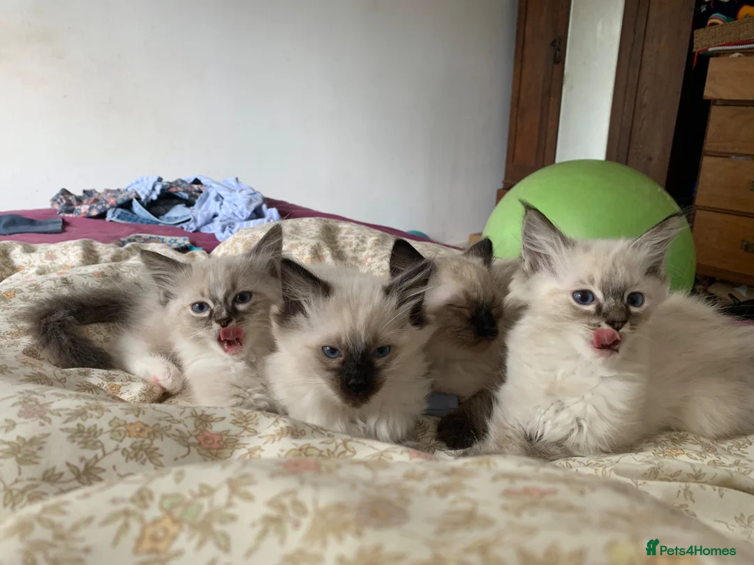 Ragdoll cats for sale: Ragdoll Kittens in Boncath - Advert 1