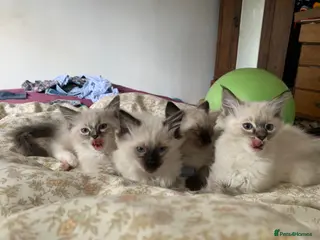 Ragdoll cats Ragdoll Kittens - Advert 2