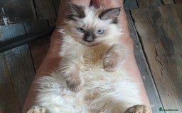 Ragdoll cats for sale: TICA Ragdoll Kittens (pet only)  - Image 15