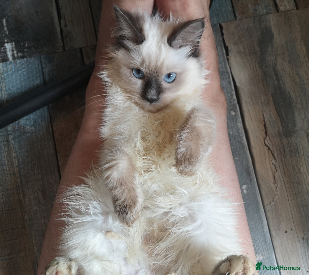 Ragdoll cats for sale: TICA Ragdoll Kittens (pet only)  - Image 15