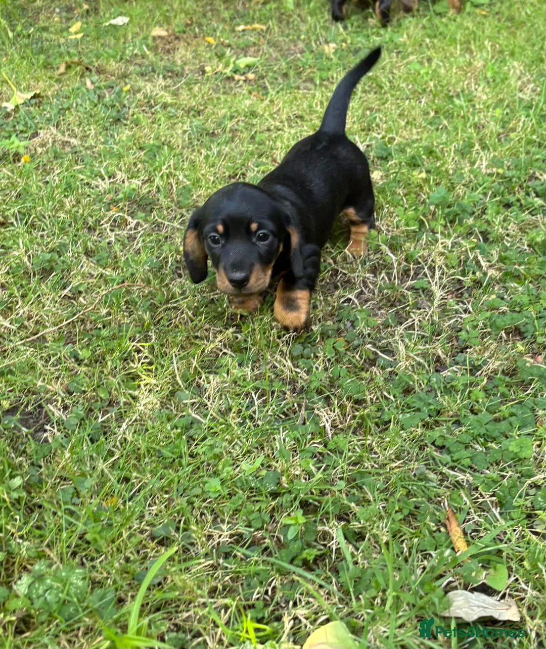 Miniature Dachshund dogs for sale: ADORABLE Miniature Dachshund KC Pups  - Advert 1