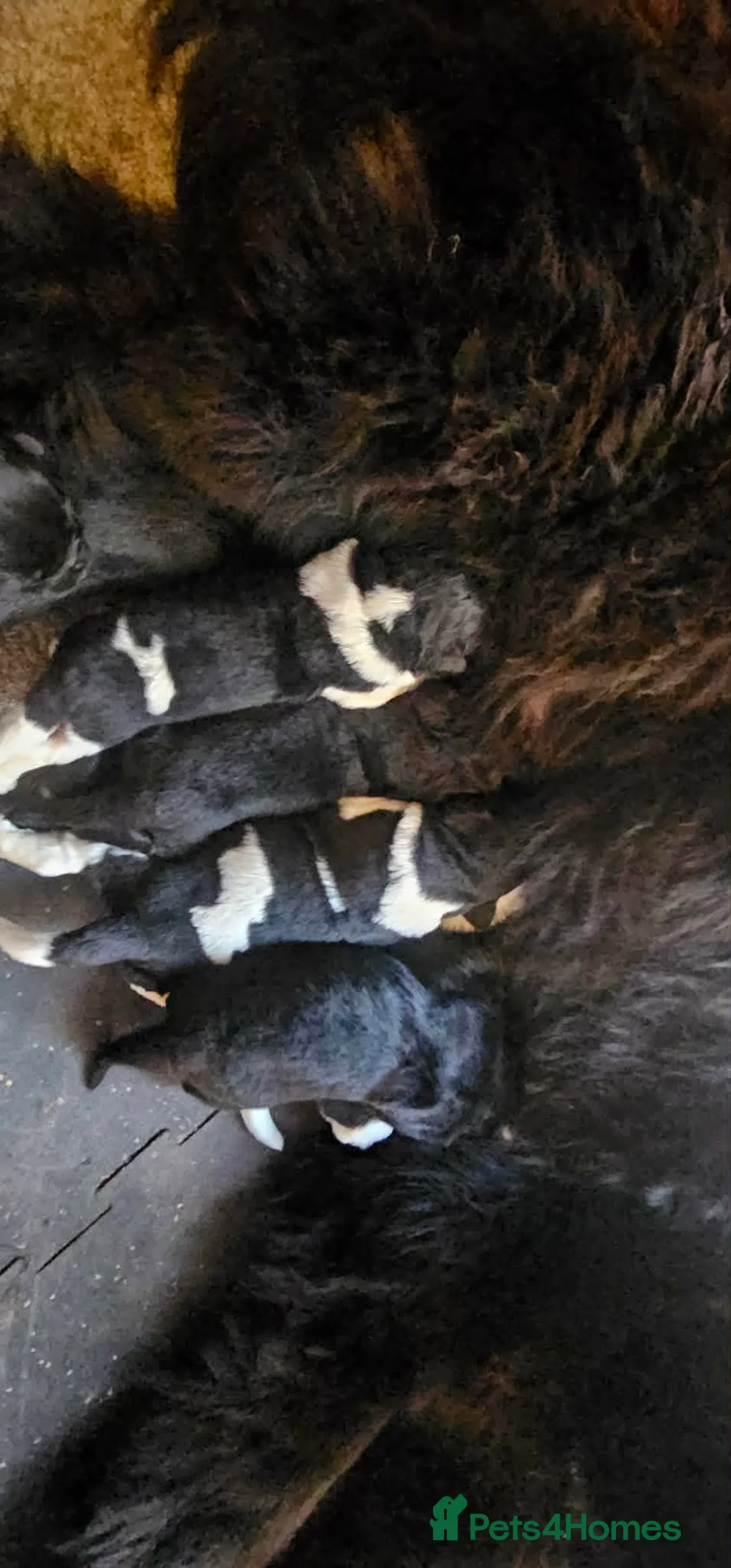 Newfoundland dogs for sale: Beautiful KC Registered Newfoundland Puppies!! - Advert 18