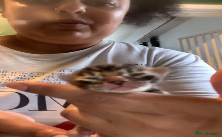 Bengal cats - Advert 9