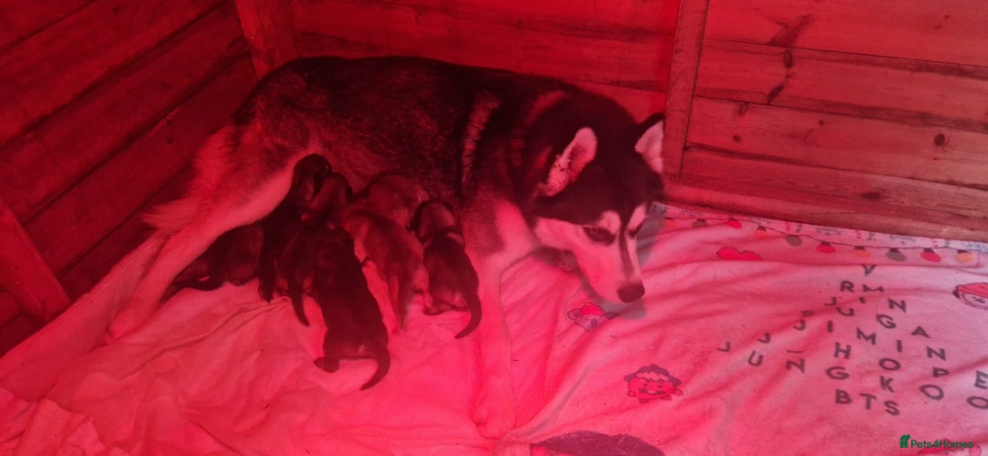 Shepsky dogs for sale: Beautiful chunky litter of shepsky pups - Image 8