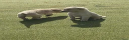 Labrador Retriever dogs for sale: Labrador puppys - Advert 7