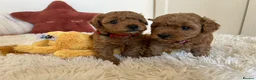 Poochon dogs for sale: Beautiful Poochon Puppies - Advert 9