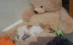 Chihuahua dogs for adoption: ❤️🐶 TOFFEE & COOKIE 🐶❤️ - Image 6