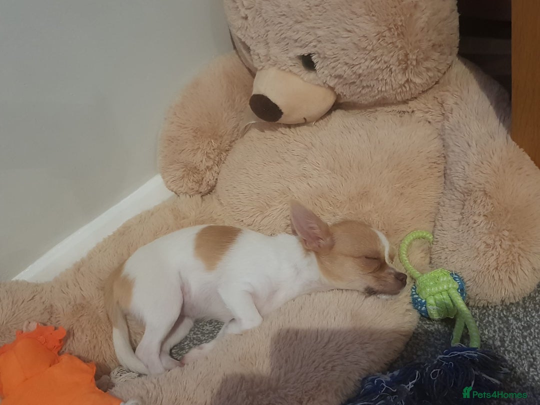 Chihuahua dogs for adoption: ❤️🐶 TOFFEE & COOKIE 🐶❤️ - Image 6