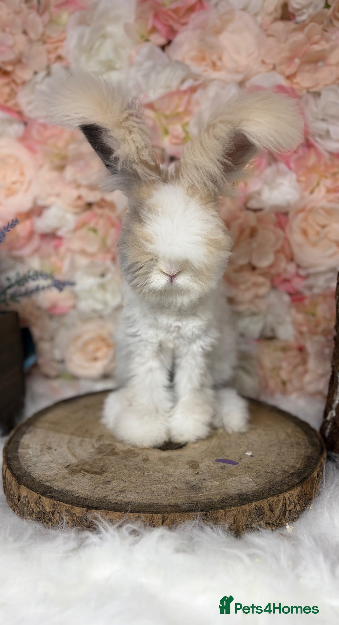 Angora rabbits for sale: 🌟 PUREBRED ENGLISH ANGORAS 🌟 - Advert 11