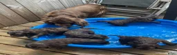 Sussex Spaniel dogs for sale: rimetime Sussex Spaniels Puppies Ready. in Peterhead - Advert 4
