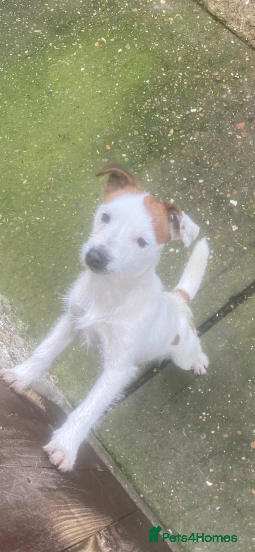 Jack Russell dogs for sale: Boy jack Russels  - Advert 4