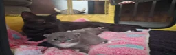 British Shorthair cats for sale: Beautiful British Shorthair Kittens  - Advert 10