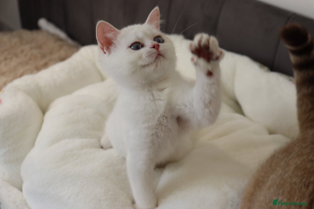 British Shorthair cats for sale: Ready CH Bloodlines BSH TICA registered kittens in Feltham - Image 20
