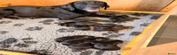 Labrador Retriever dogs for sale: 🖤 Beautiful black Labrador puppies 🖤 - Advert 4