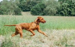 Mixed Breed dogs for sale: Vizla x Fox Red Lab (75/25) Puppies - Image 21