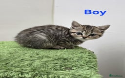 British Shorthair cats for sale: British Shorthaired kittens  - Image 8