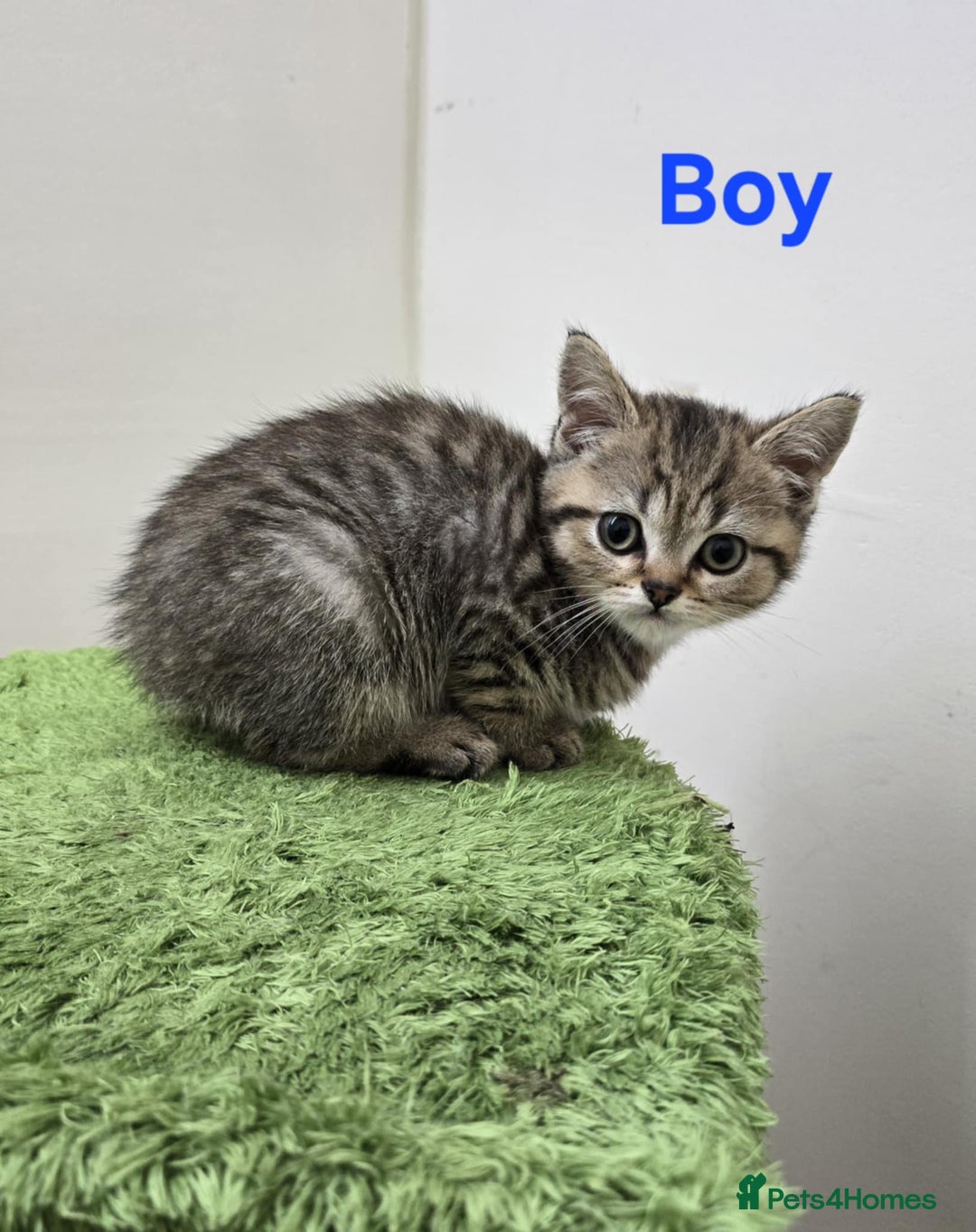 British Shorthair cats for sale: British Shorthaired kittens  - Image 8