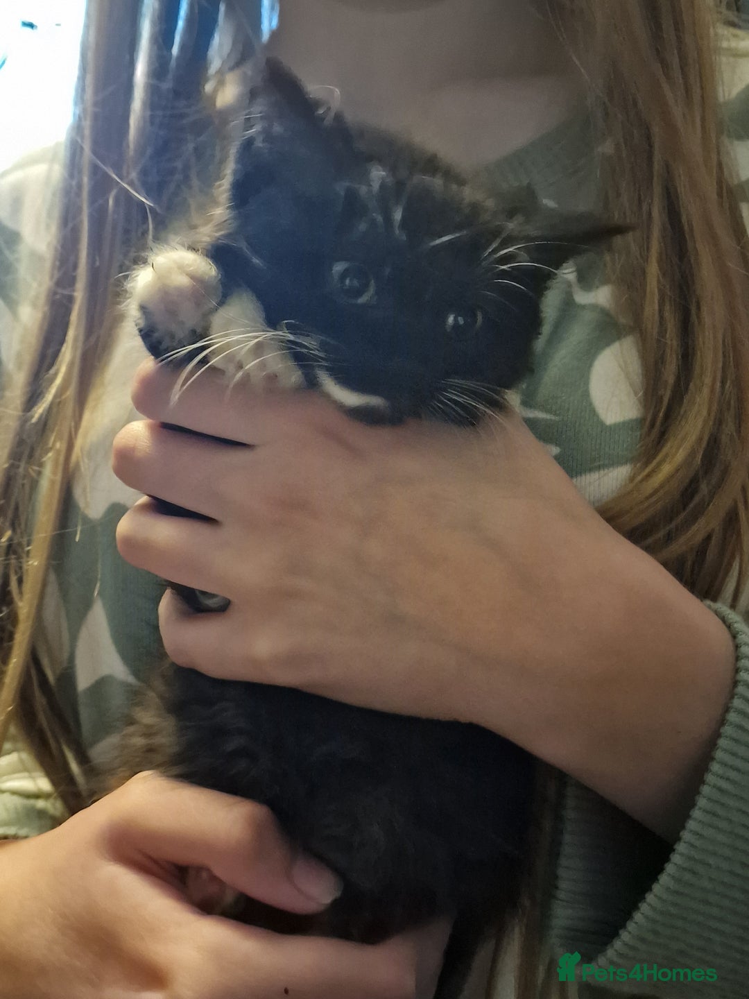 Mixed Breed cats for sale: Ragdoll cross - Image 5