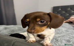 Miniature Dachshund dogs for sale: Four beautiful miniature dachshund girls - Advert 8