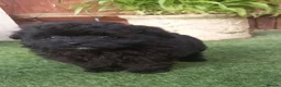 Pomapoo dogs for sale: Adorable pomapoo puppies. - Advert 3