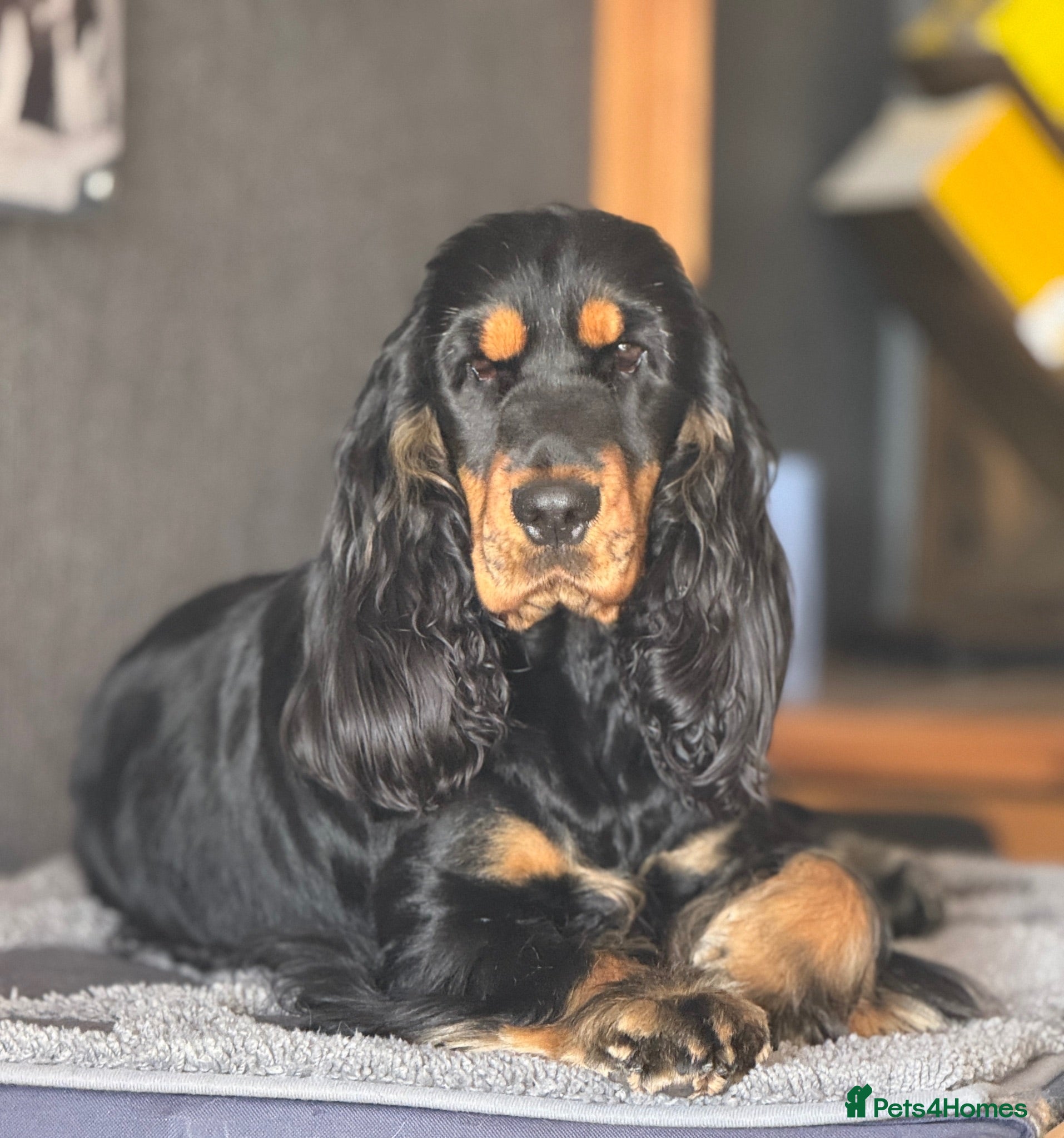 Cocker Spaniel dogs Quattro – Looking for a Loving Forever Family Home - Advert 1