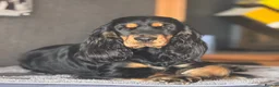 Cocker Spaniel dogs for sale: Quattro – Looking for a Loving Forever Family Home - Advert 1