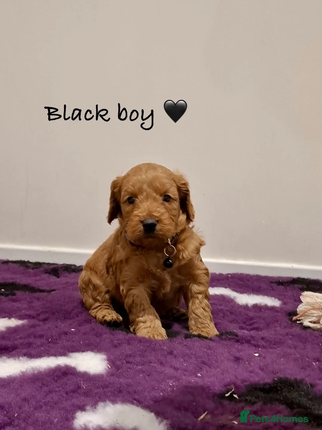 Cockapoo dogs for sale: Stunning F1B Cockapoos - Advert 12