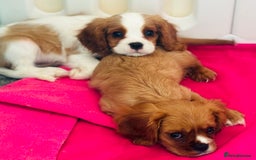 Cavalier King Charles Spaniel dogs for sale: King Charles cavalier  in Arundel - Image 30