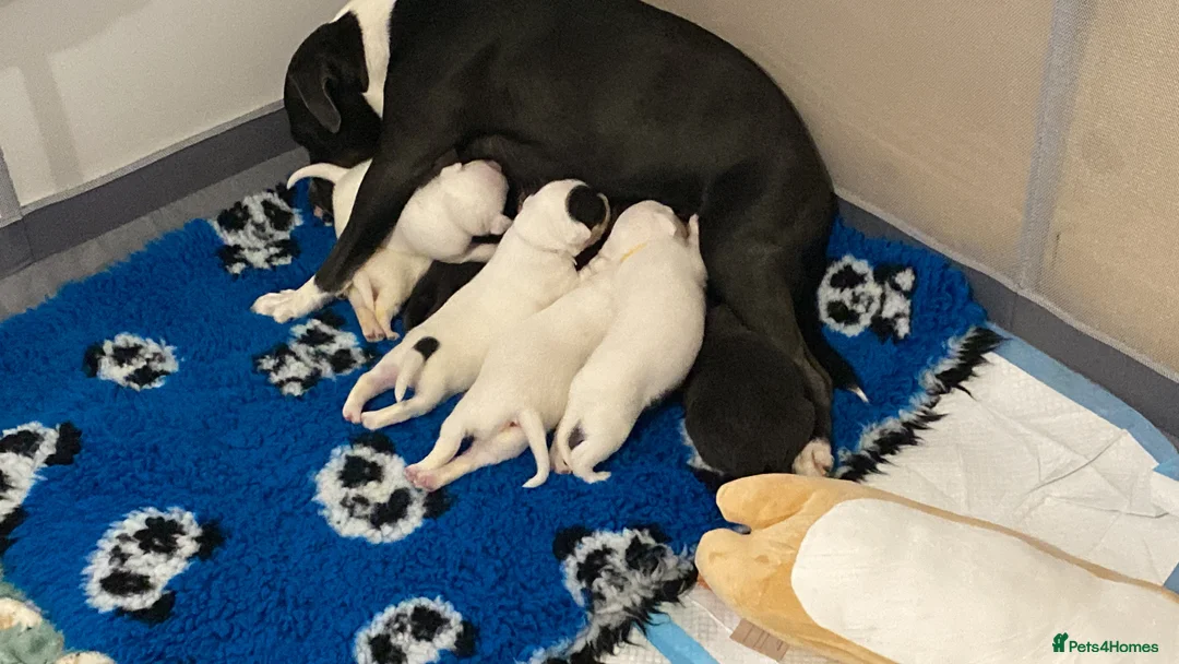 Staffordshire Bull Terrier dogs for sale: Little snowy princess  - Advert 4