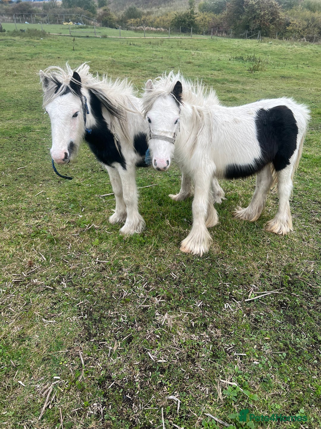 Other Breed horses for sale: Two mini cobs - Advert 1