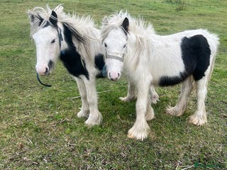 Other Breed horses Two mini cobs - Advert 1