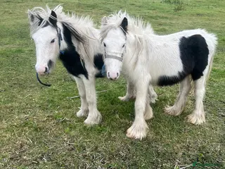 Other Breed horses Two mini cobs - Advert 16