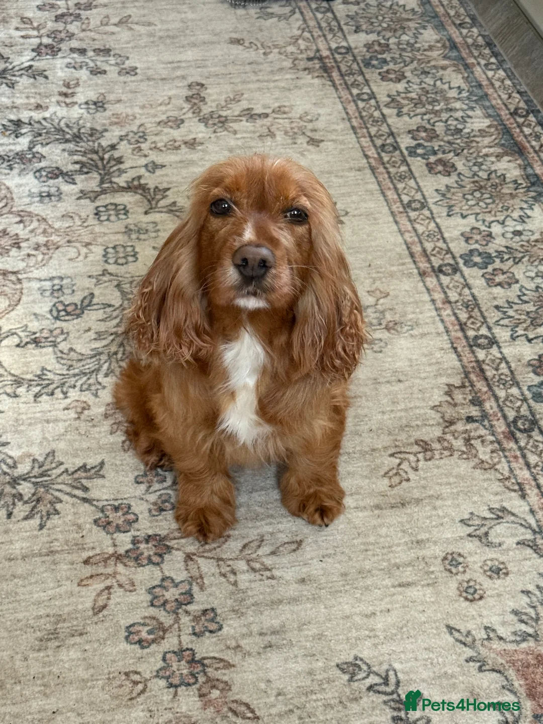 Cocker Spaniel dogs for sale: Female cocker spaniel  - Advert 1