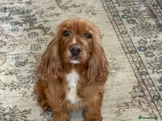 Cocker Spaniel dogs Female cocker spaniel - Advert 2