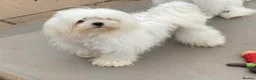Maltese dogs for sale: Maltese females ‼️READ AD‼️must go as a pair  - Advert 2