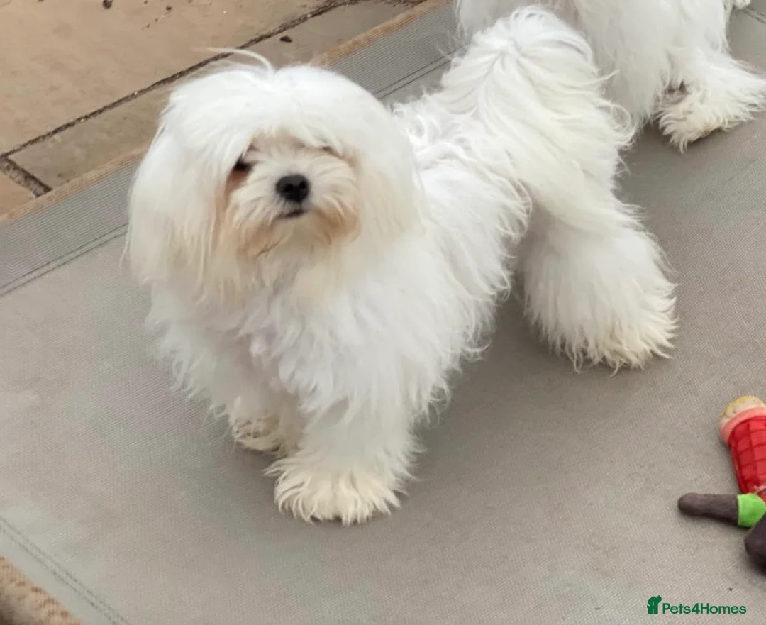Maltese dogs for sale: Maltese females ‼️READ AD‼️must go as a pair  - Advert 2