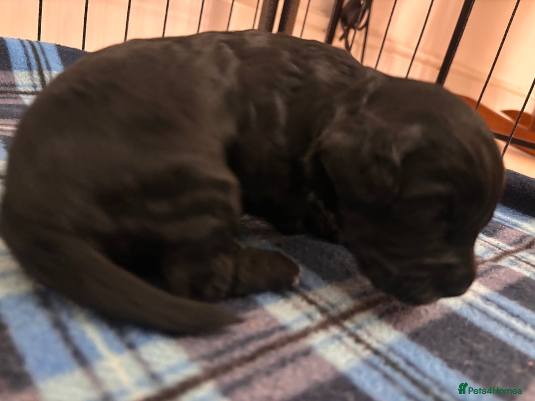 Cockapoo dogs for sale: F2 Cockapoo Puppies - Advert 15