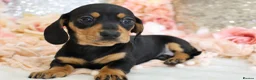 Miniature Dachshund dogs for sale: KC Miniature Dachshund Puppies - Advert 7