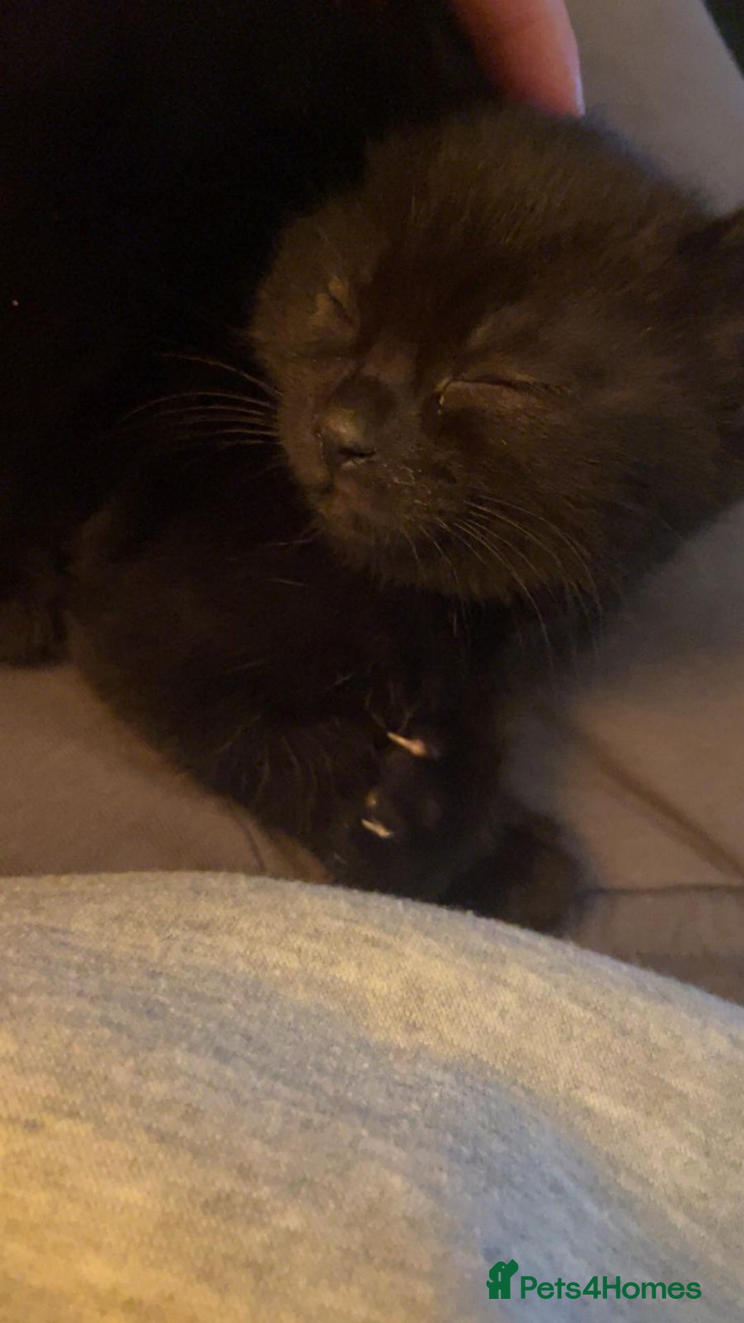 Mixed Breed cats for sale: 6 kittens for sale, ready now - Advert 10