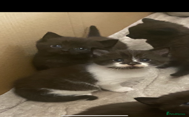 Mixed Breed cats - Advert 1